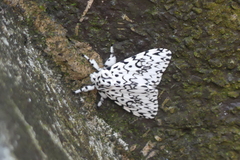 Lymantria singapura