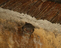 Taphozous mauritianus