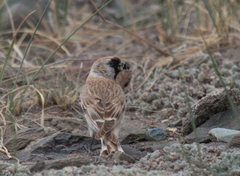 Montifringilla davidiana