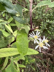 Olearia phlogopappa