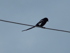 Lanius melanoleucus