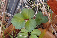 Angelica lucida