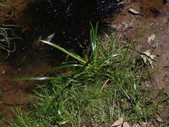 Cycnogeton microtuberosum