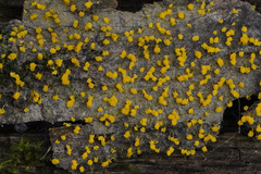 Physarum polycephalum