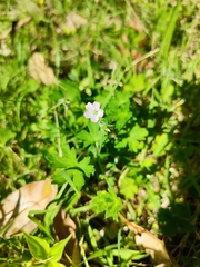 Geranium homeanum