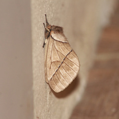 Pseudodirphia obliqua