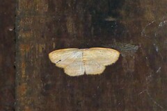 Drapetodes mitaria