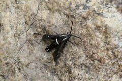 Hymenoclea palmii