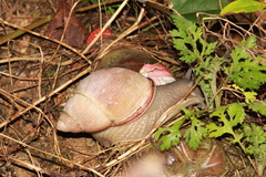 Megalobulimus oblongus