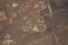 Euphlyctis cyanophlyctis