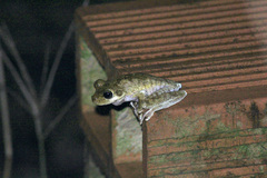 Boana platanera
