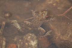 Euphlyctis cyanophlyctis