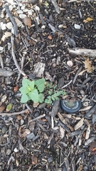 Ageratina havanensis