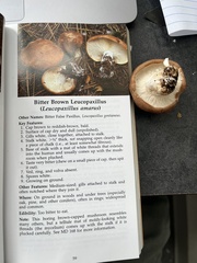 Leucopaxillus gentianeus