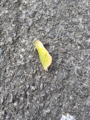 Aenetus virescens