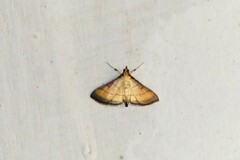 Cnaphalocrocis medinalis