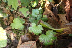 Boykinia occidentalis