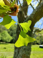 Erythrina vespertilio