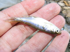 Cyprinella lutrensis