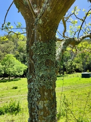 Erythrina vespertilio