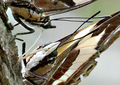 Charaxes clitarchus