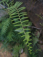 Gleichenia