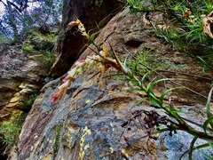 Dracophyllum secundum