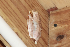 Boana platanera