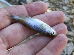 Cyprinella lutrensis