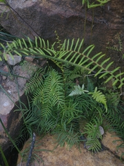Gleichenia