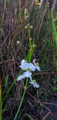 Sagittaria graminea