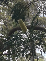 Banksia grandis