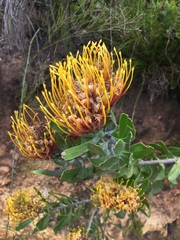 Leucospermum cuneiforme