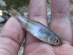 Cyprinella lutrensis