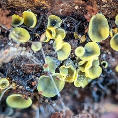 Chlorosplenium