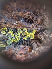 Chlorosplenium