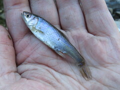 Cyprinella lutrensis