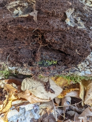 Chlorosplenium