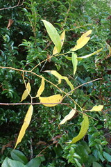 Salix lasiandra