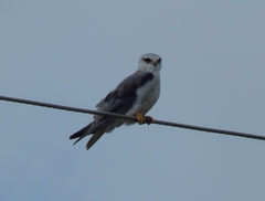 Elanus caeruleus caeruleus