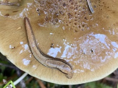 Prophysaon humile