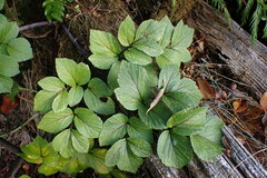 Angelica lucida