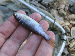 Cyprinella lutrensis