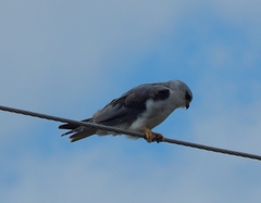 Elanus caeruleus caeruleus