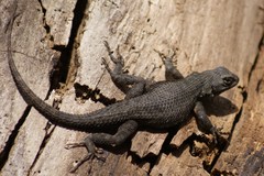 Sceloporus occidentalis biseriatus