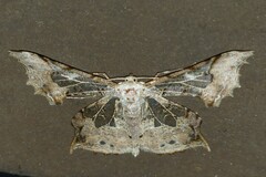 Krananda extranotata