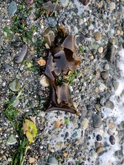 Macrocystis pyrifera