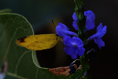 Eurema hecabe solifera