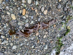 Macrocystis pyrifera