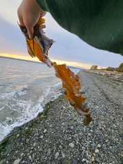 Macrocystis pyrifera